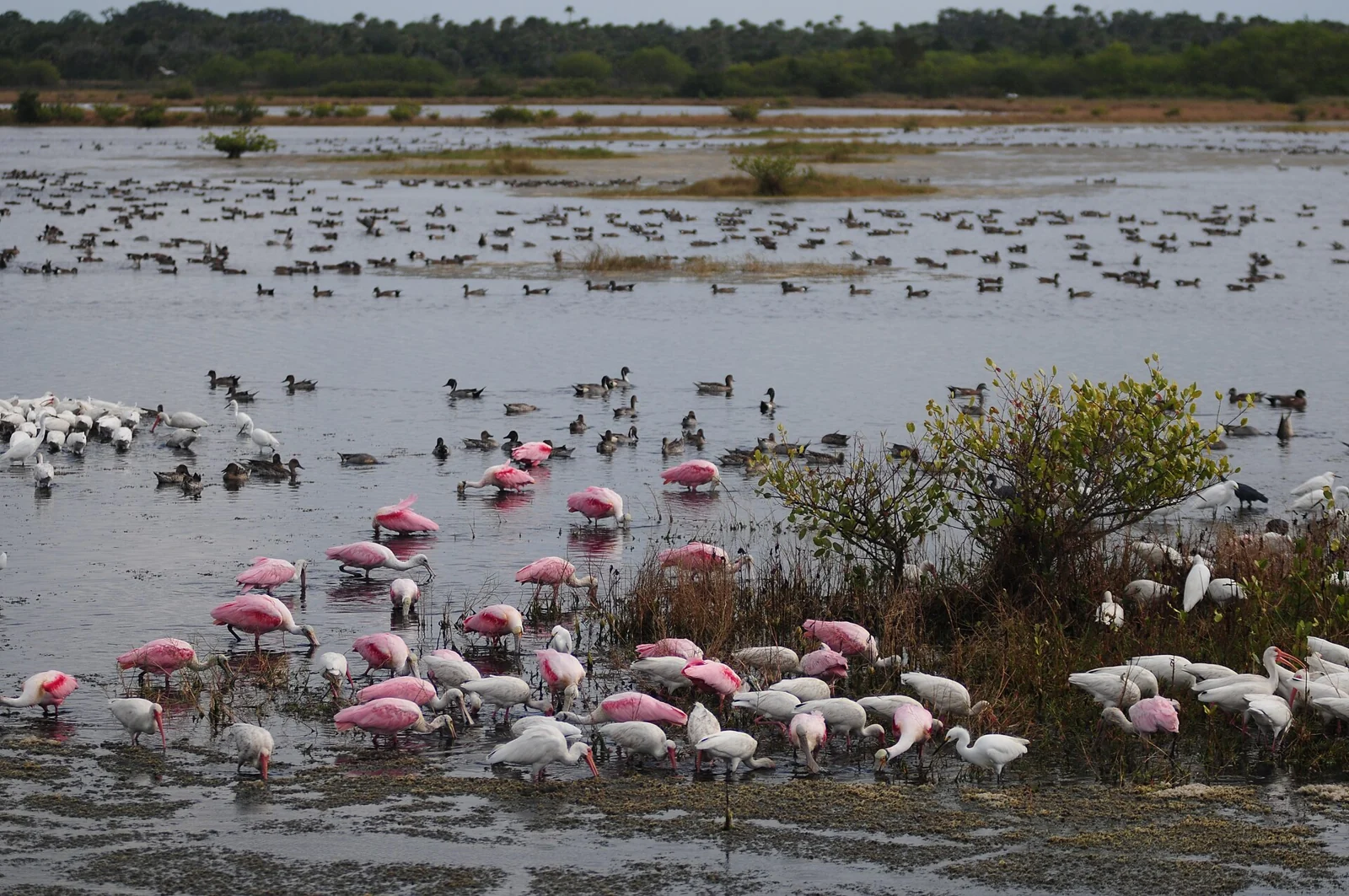 Ibises, roseate spoonbills and egrets in the wetlands at Merritt Island National Wildlife Refuge.